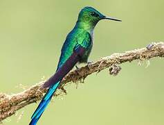 Long-tailed Sylph