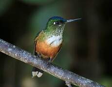 Violet-tailed Sylph