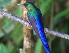 Violet-tailed Sylph