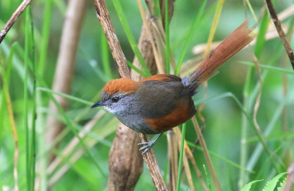 Azara's Spinetail