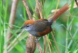 Azara's Spinetail