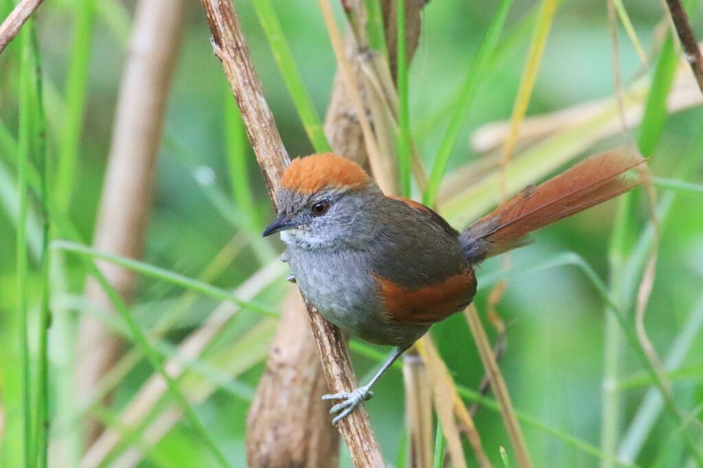 Azara's Spinetail