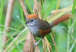 Azara's Spinetail