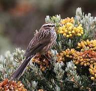 Andean Tit-Spinetail