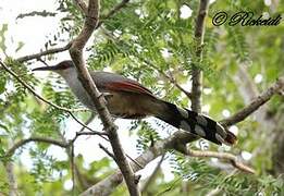 Hispaniolan Lizard Cuckoo