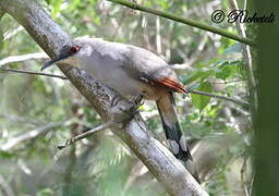 Hispaniolan Lizard Cuckoo