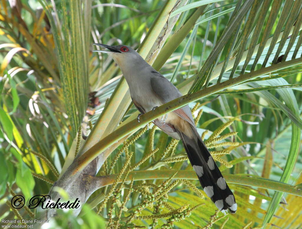 Hispaniolan Lizard Cuckoo, identification