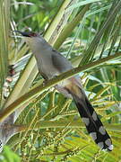 Hispaniolan Lizard Cuckoo