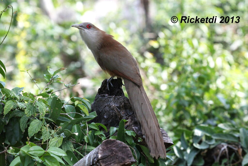 Great Lizard Cuckoo