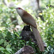 Great Lizard Cuckoo