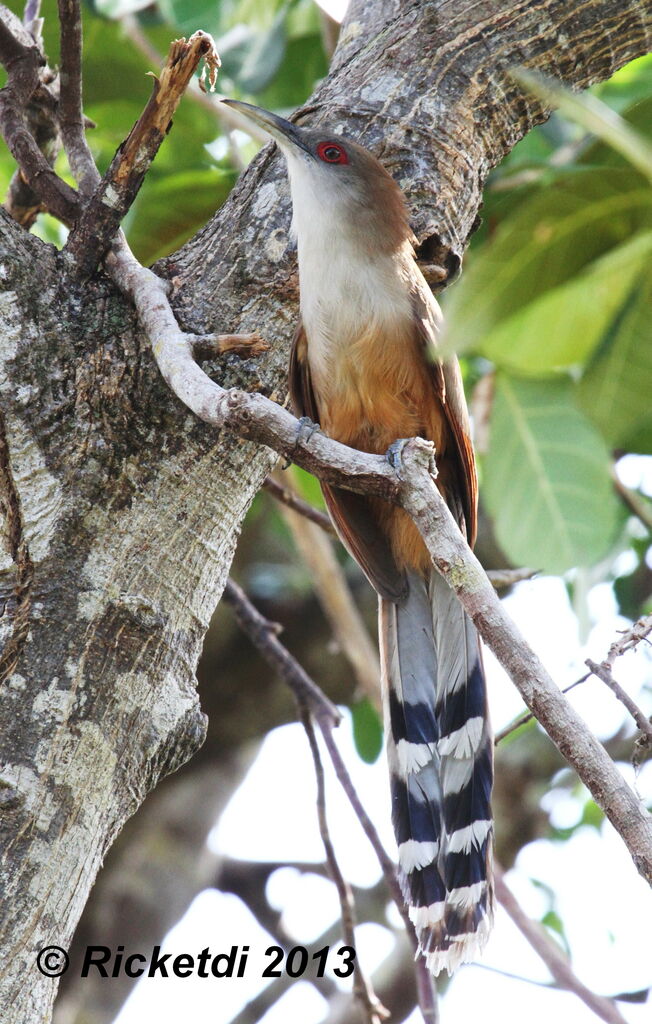 Great Lizard Cuckoo