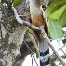 Tacco de Cuba