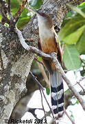 Great Lizard Cuckoo