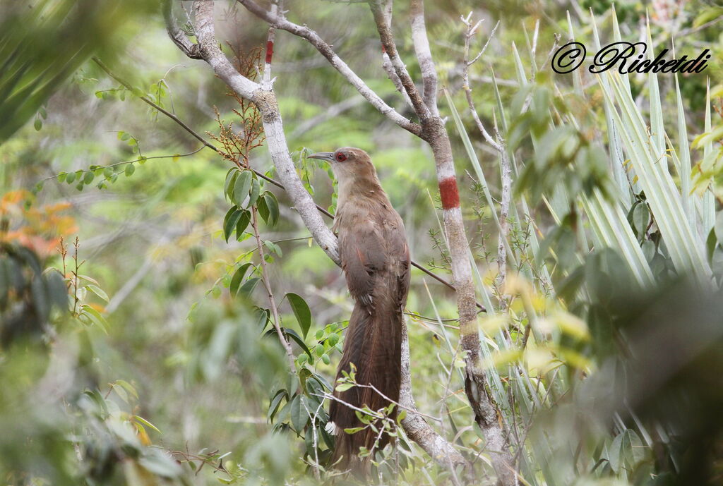 Great Lizard Cuckoo