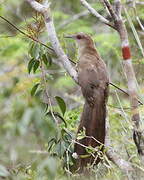 Great Lizard Cuckoo