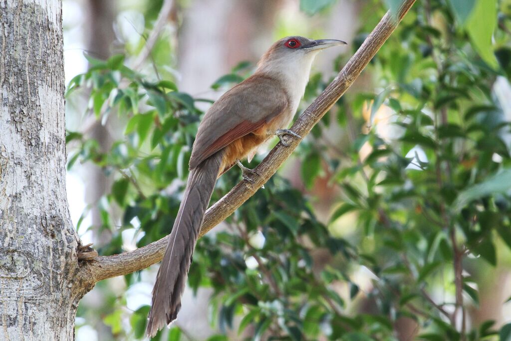 Great Lizard Cuckoo