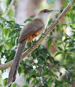 Great Lizard Cuckoo