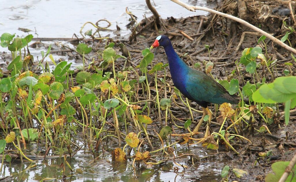 Purple Gallinule