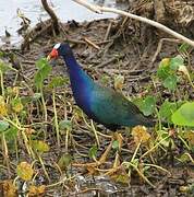 Purple Gallinule