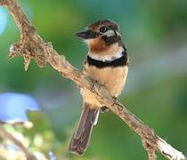 Russet-throated Puffbird