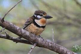 Russet-throated Puffbird