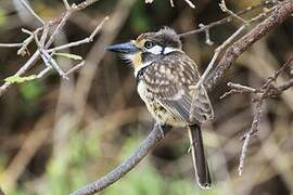 Russet-throated Puffbird