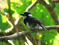 Black-breasted Puffbird