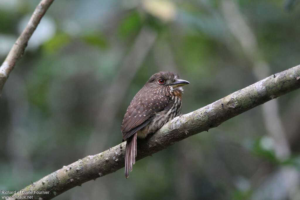 Tamatia de Lafresnaye femelle adulte, identification