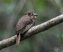 White-whiskered Puffbird