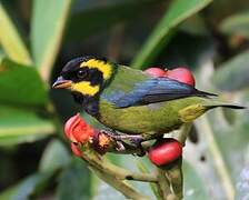 Gold-ringed Tanager