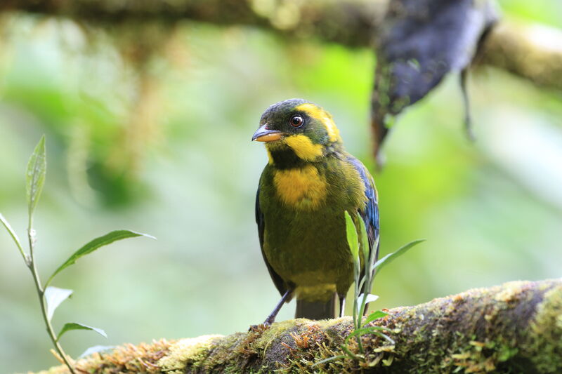 Gold-ringed Tanager female