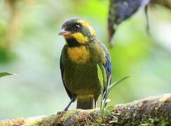 Gold-ringed Tanager