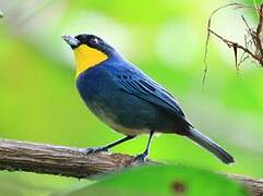 Purplish-mantled Tanager