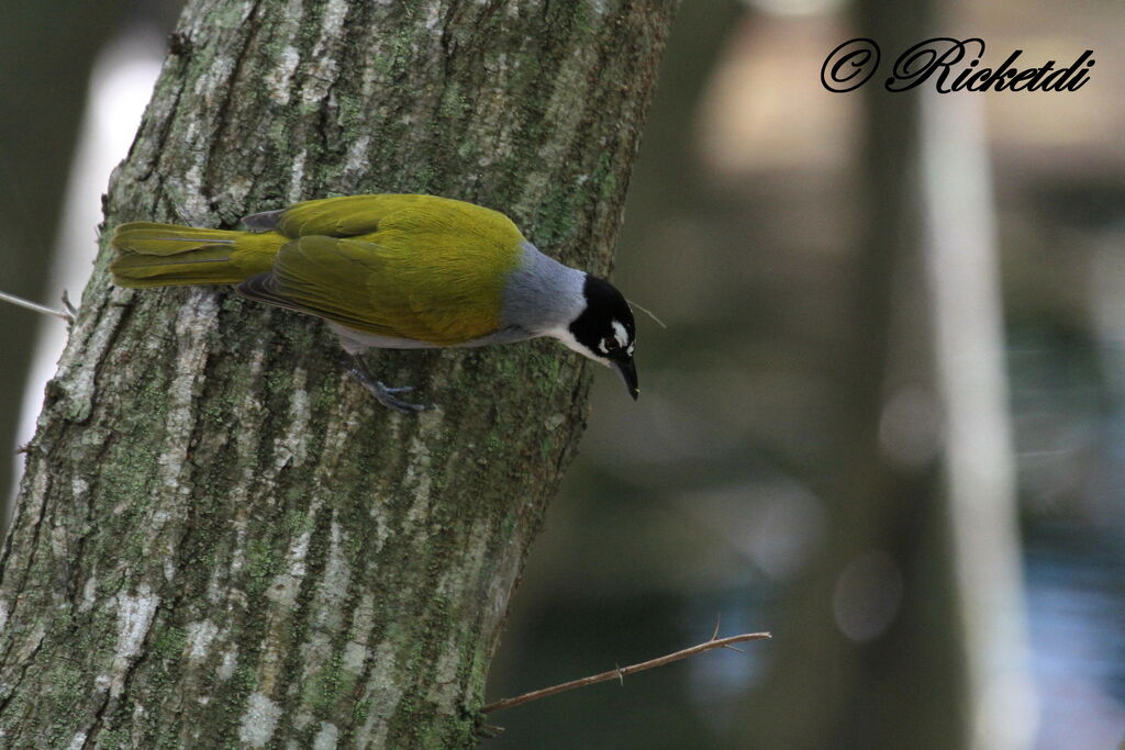 Black-crowned Tanager