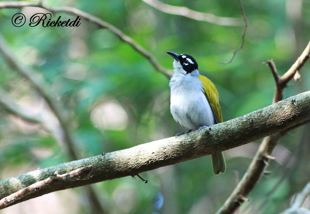 Black-crowned Tanager