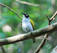 Black-crowned Palm-tanager