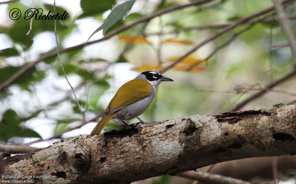 Black-crowned Tanageradult