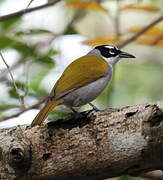 Black-crowned Tanager