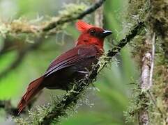 Crested Ant Tanager