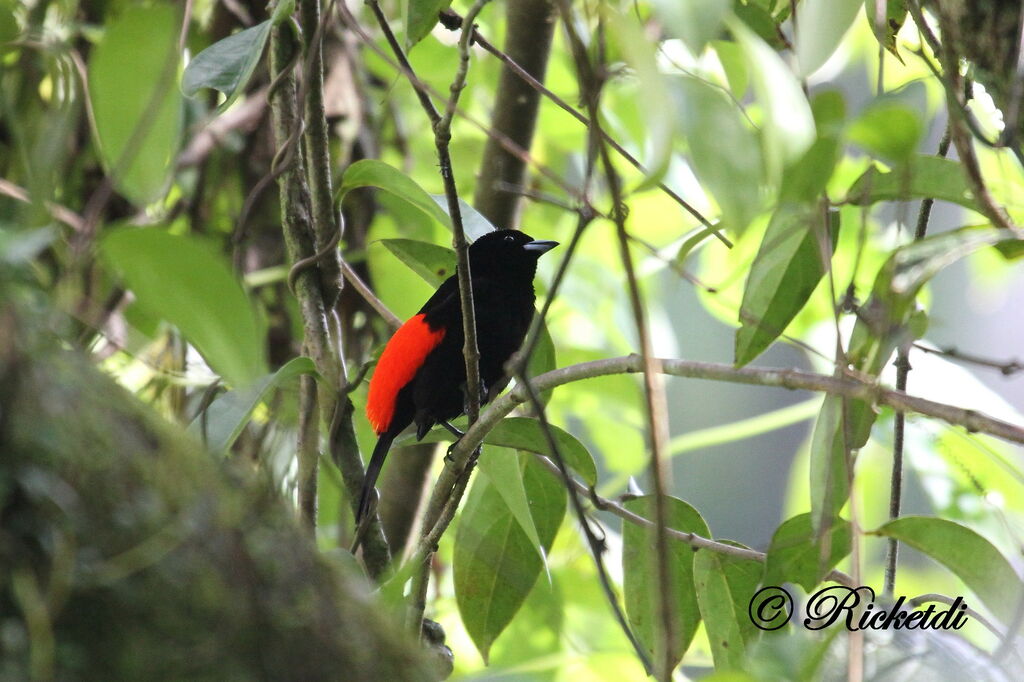 Scarlet-rumped Tanager