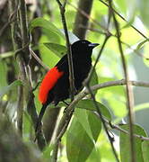 Scarlet-rumped Tanager