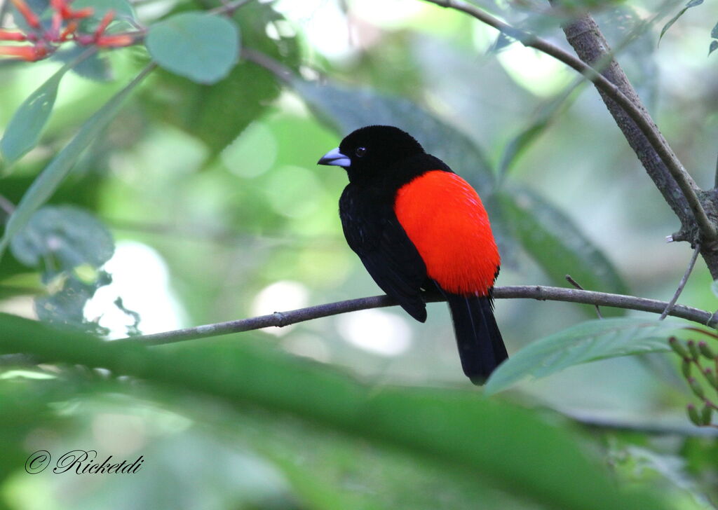 Scarlet-rumped Tanager male