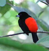 Scarlet-rumped Tanager