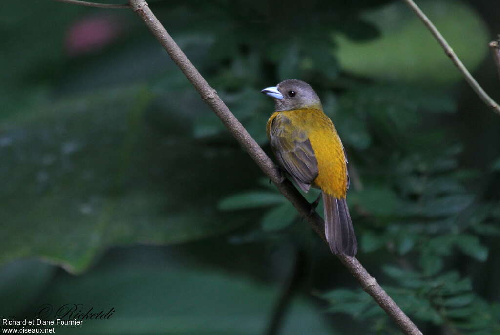 Scarlet-rumped Tanager female adult