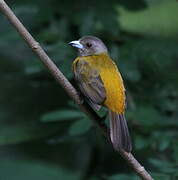 Scarlet-rumped Tanager