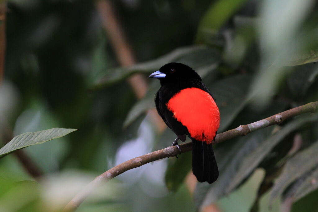 Scarlet-rumped Tanager