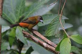 Scarlet-rumped Tanager