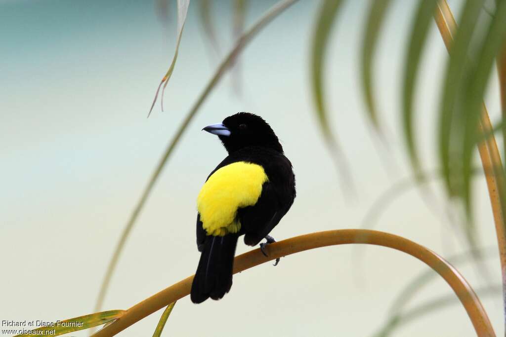 Lemon-rumped Tanager male adult, pigmentation