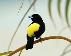 Lemon-rumped Tanager