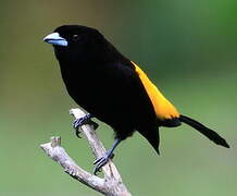 Lemon-rumped Tanager